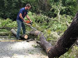 Best Seasonal Cleanup (Spring/Fall)  in Big Bear City, CA