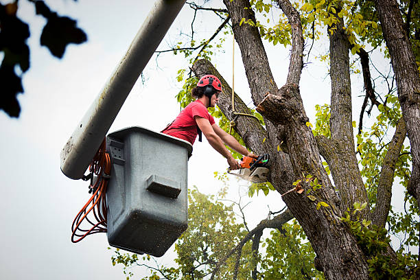 Best Tree Preservation Services  in Big Bear City, CA